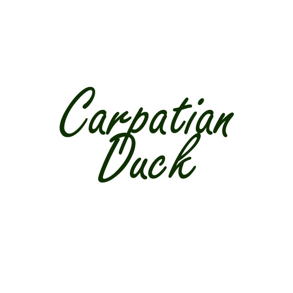 Carpatian Duck